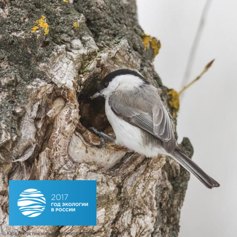 1 апреля отмечается экологический праздник «Международный день птиц»