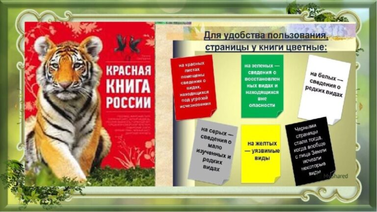 Час познаний «Листая страницы Красной Книги» в Заостровской детской библиотеке Приморского округа